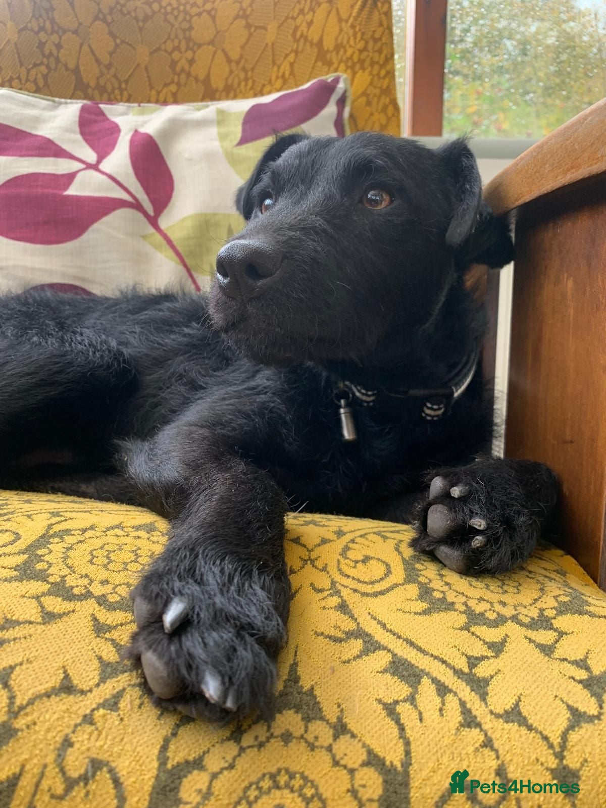Mixed Breed dogs 💙🐶 JAKE -LOVING 2 yo PATTERDALE CROSS BOY - Advert 1