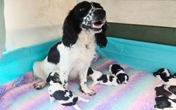 English Springer Spaniel dogs for sale: ⭐️ Ready Stunning KC DNA Vetted, home Ess Pups ⭐️ - Image 25