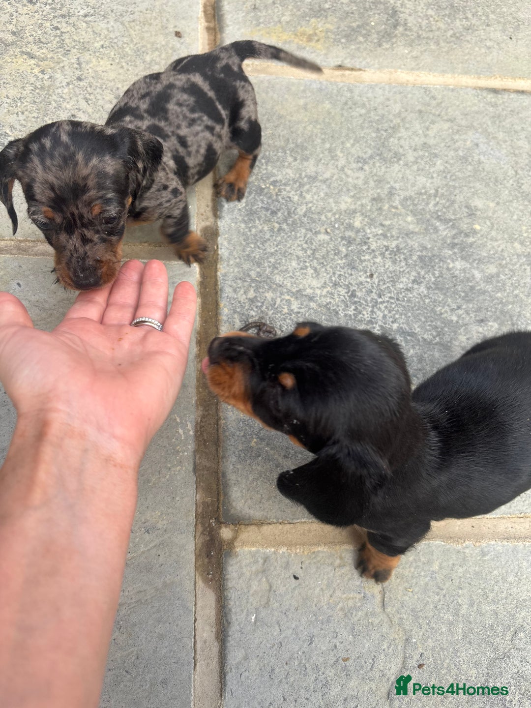 Miniature Dachshund dogs for sale: Beautiful kc registered miniature dachshunds  - Image 13