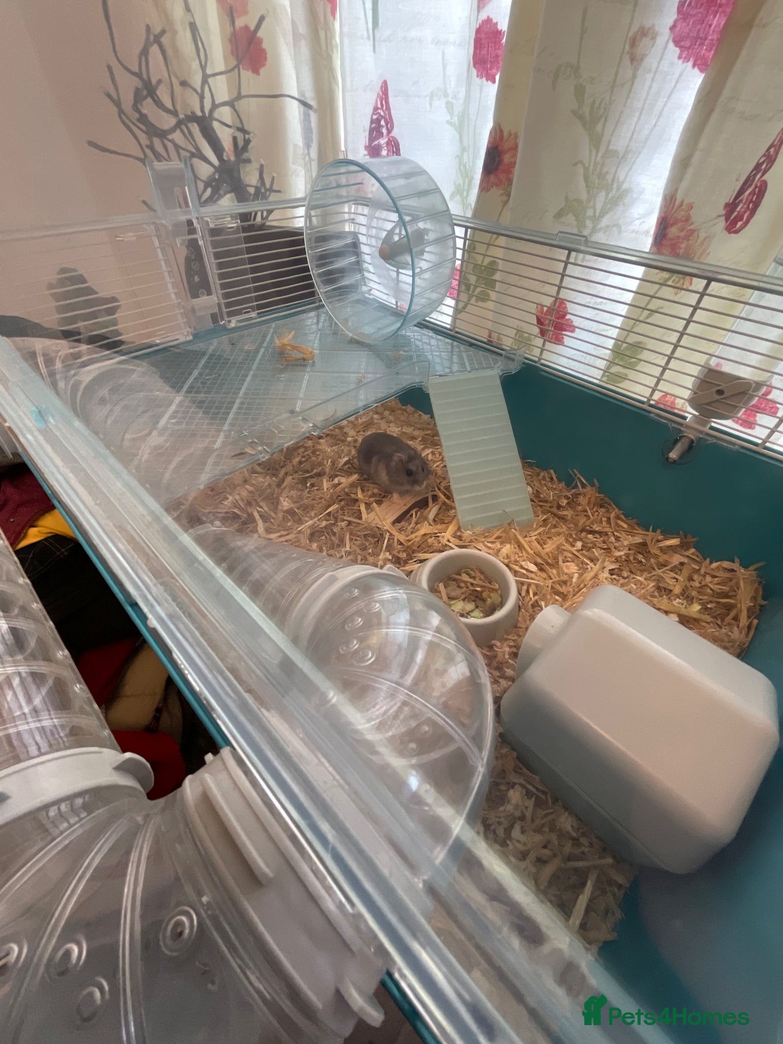 Hamster rodents for sale: small hamster in Walsall - Advert 5