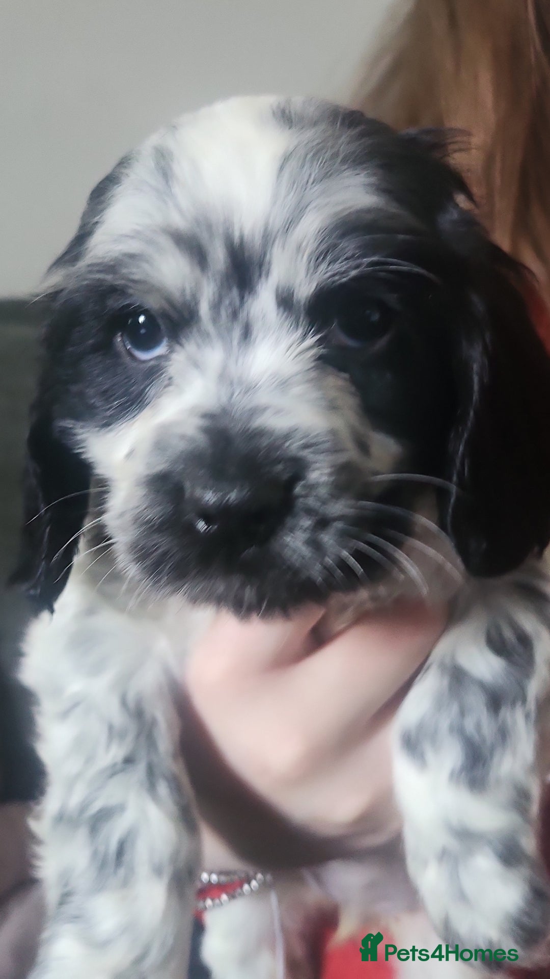 Cocker Spaniel dogs for sale: READY NOW last girl (show type cockers) - Image 1