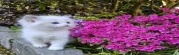 Ragdoll cats for sale: Ragdoll kittens  - Advert 2