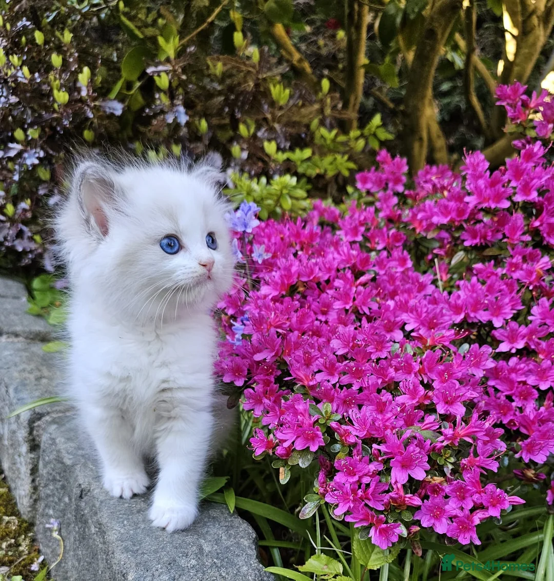 Ragdoll cats for sale: Ragdoll kittens  - Advert 2