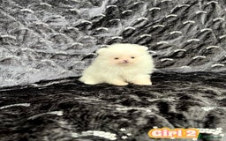 Pomeranian dogs for sale: Top Quality 🐼 Championship Lines - Image 12