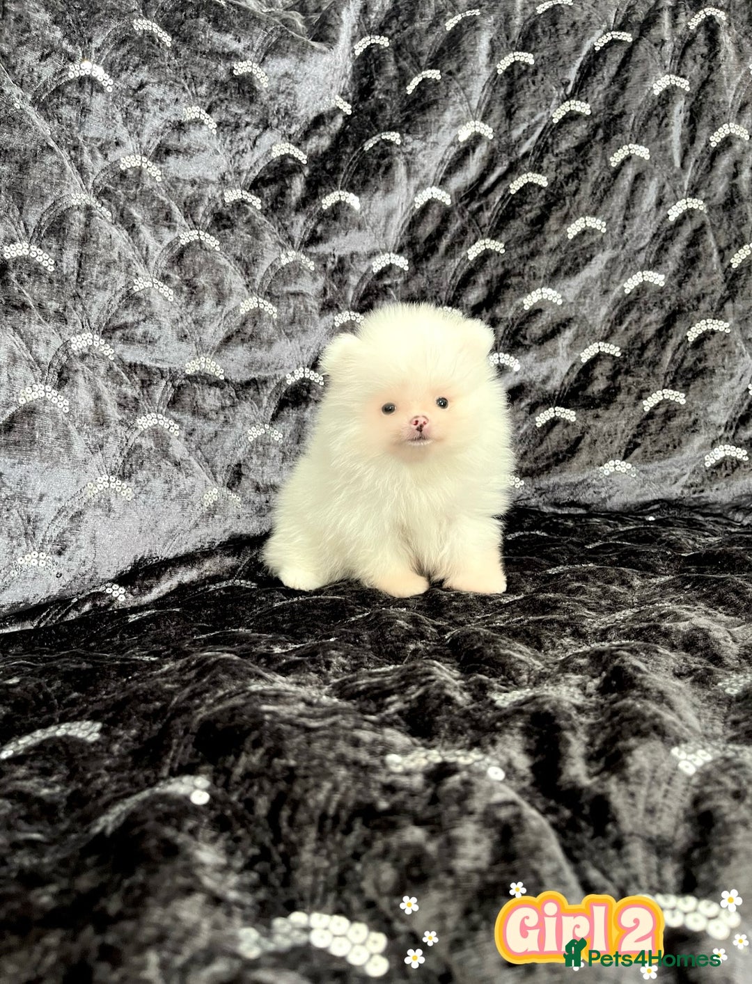Pomeranian dogs for sale: Top Quality 🐼 Championship Lines - Image 12