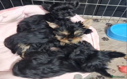 Yorkshire Terrier dogs for sale: Yorkshire Terrier puppies  - Image 4