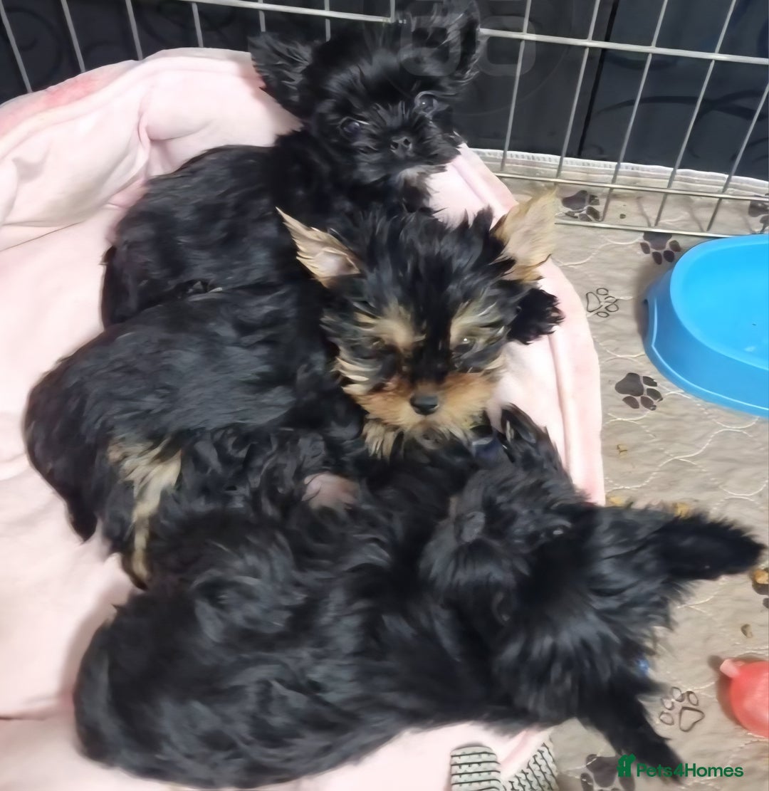 Yorkshire Terrier dogs for sale: Yorkshire Terrier puppies  - Image 4
