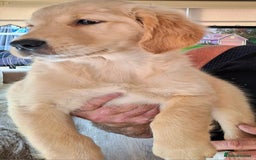 Golden Retriever dogs for sale: Golden Retreiver Puppies  - Image 12