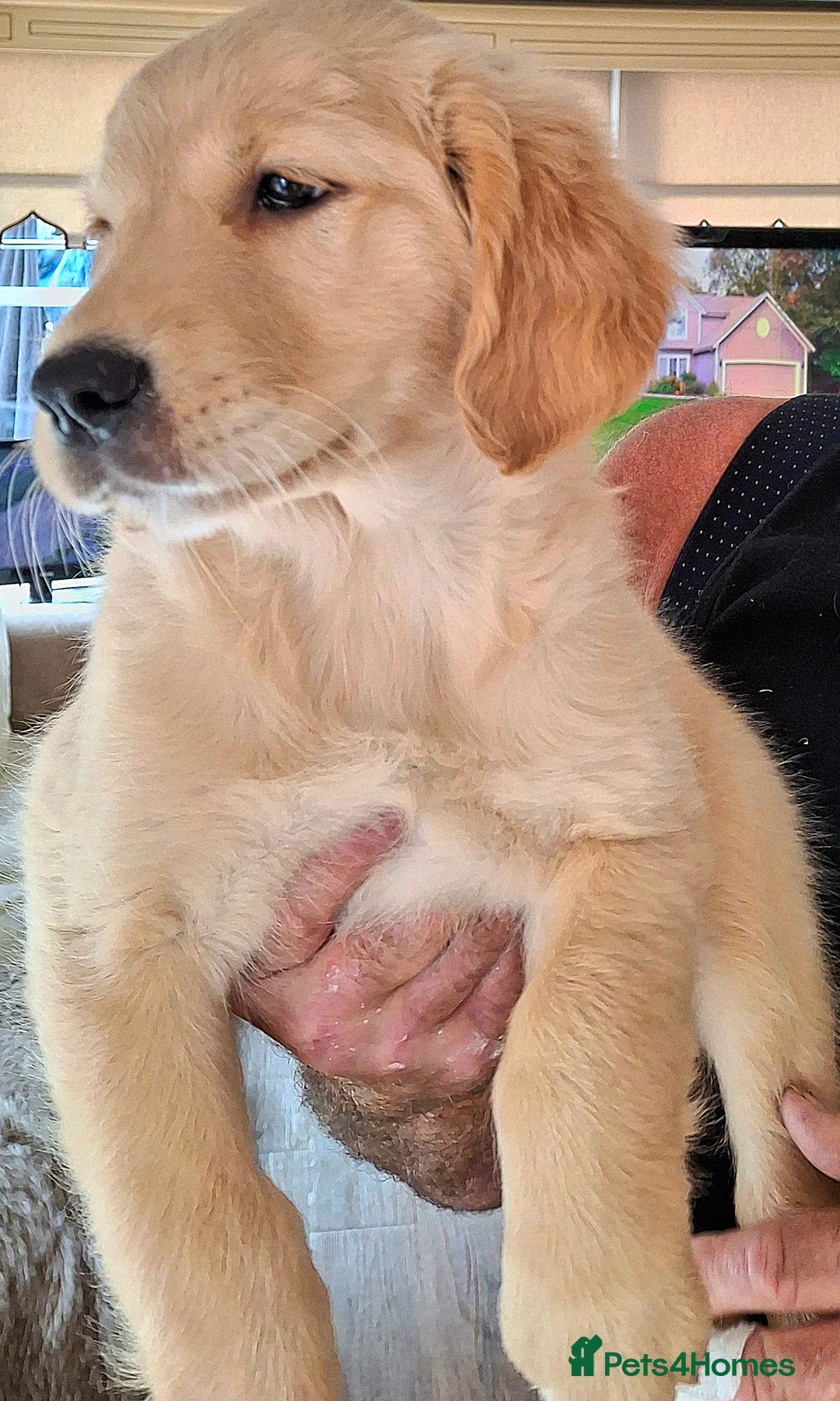 Golden Retriever dogs for sale: Golden Retreiver Puppies  - Image 12