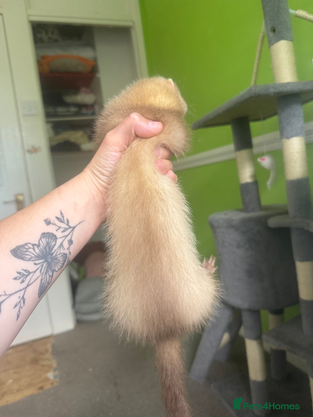 Ferret rodents for sale: Different ferret kits available  - Image 4
