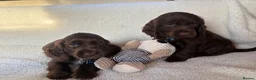 Cocker Spaniel dogs for sale: Show type cocker spaniels in Ipswich - Advert 18