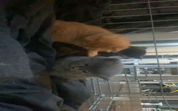 Mixed Breed cats for sale: 3 kittens - Image 1