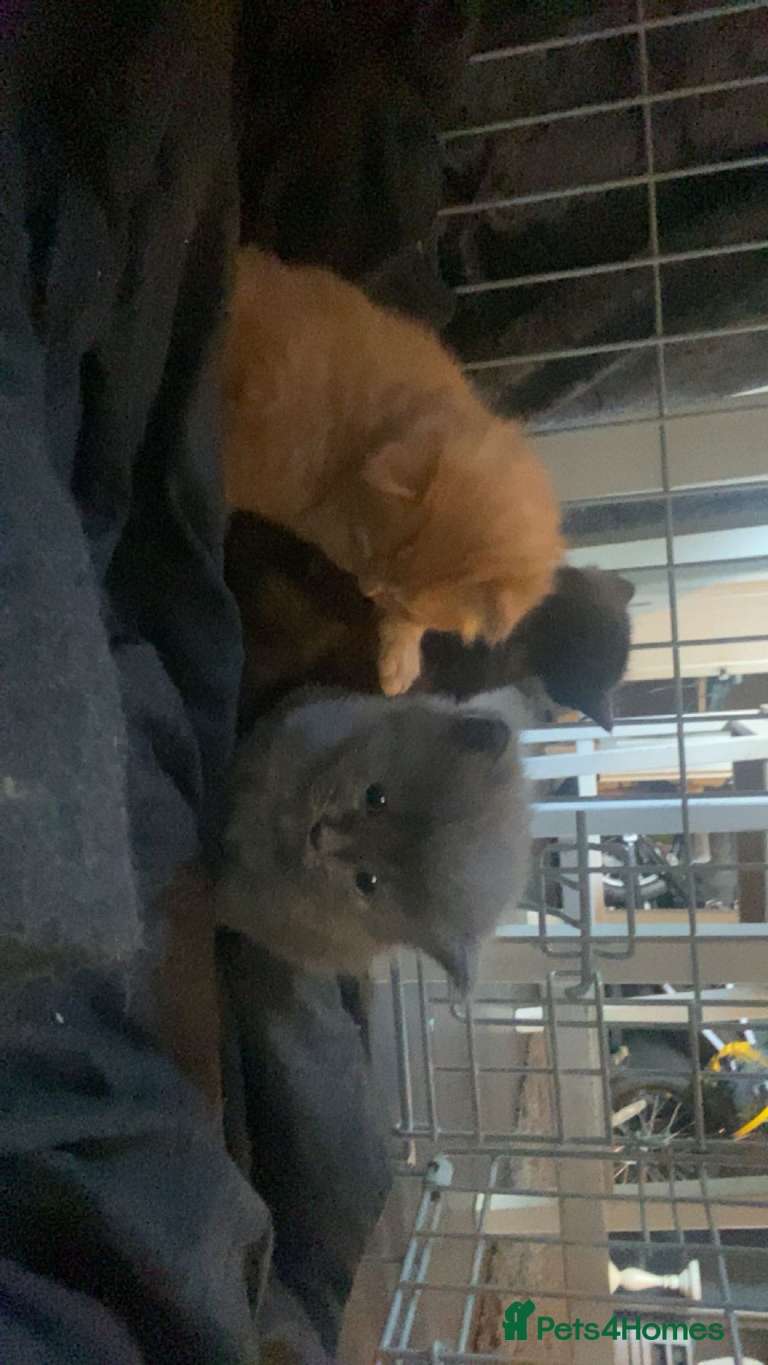 Mixed Breed cats for sale: 3 kittens - Image 1