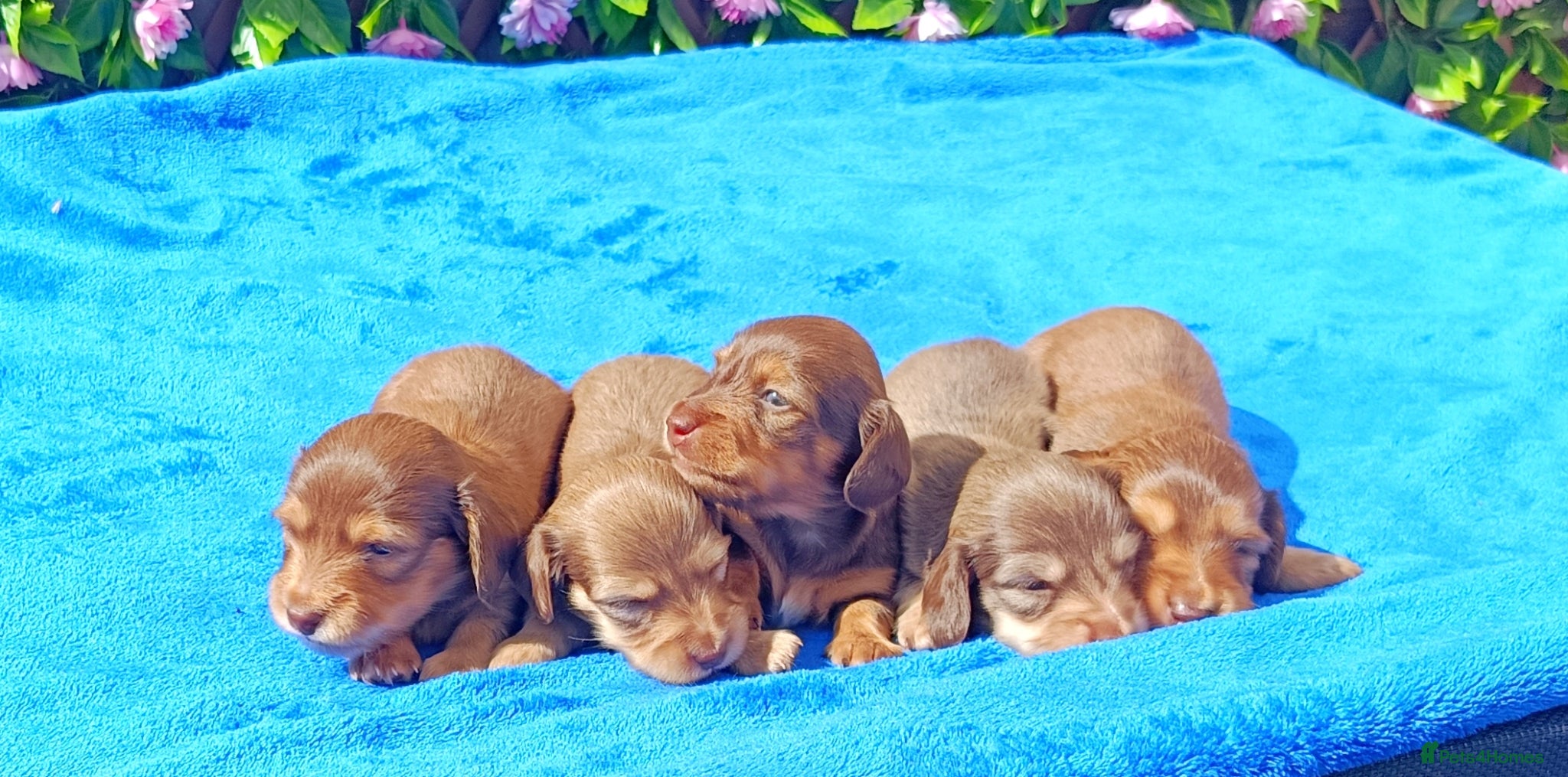 Miniature Dachshund dogs LONG HAIRED MINI KC REG PRA CLEAR - Advert 1