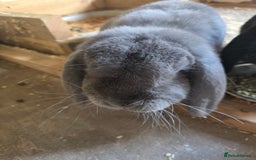 French Lop rabbits for sale: Male and female French lop rabbits for rehoming - Image 3