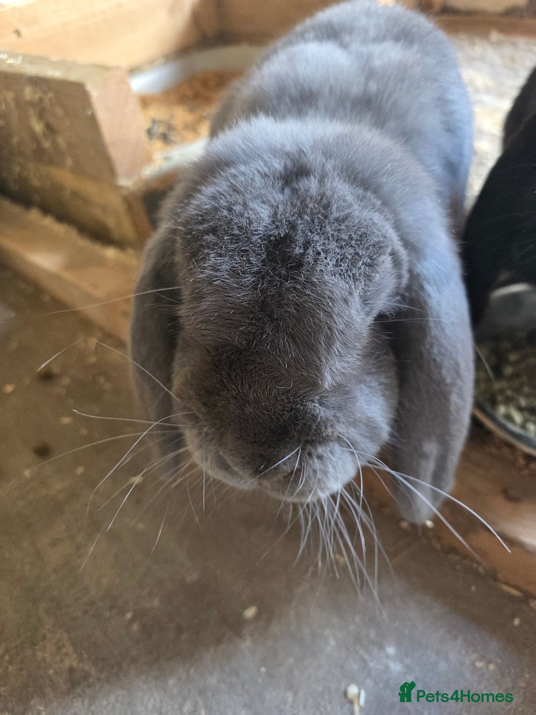French Lop rabbits for sale: Male and female French lop rabbits for rehoming - Image 3