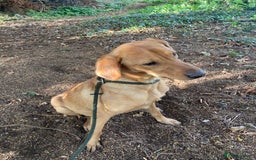 Mixed Breed dogs for sale: Stunning Work Labrador Mix  - Image 9