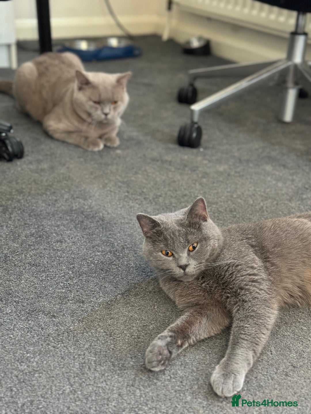 British Shorthair cats for sale: British shorthair lilac and blue - Advert 21