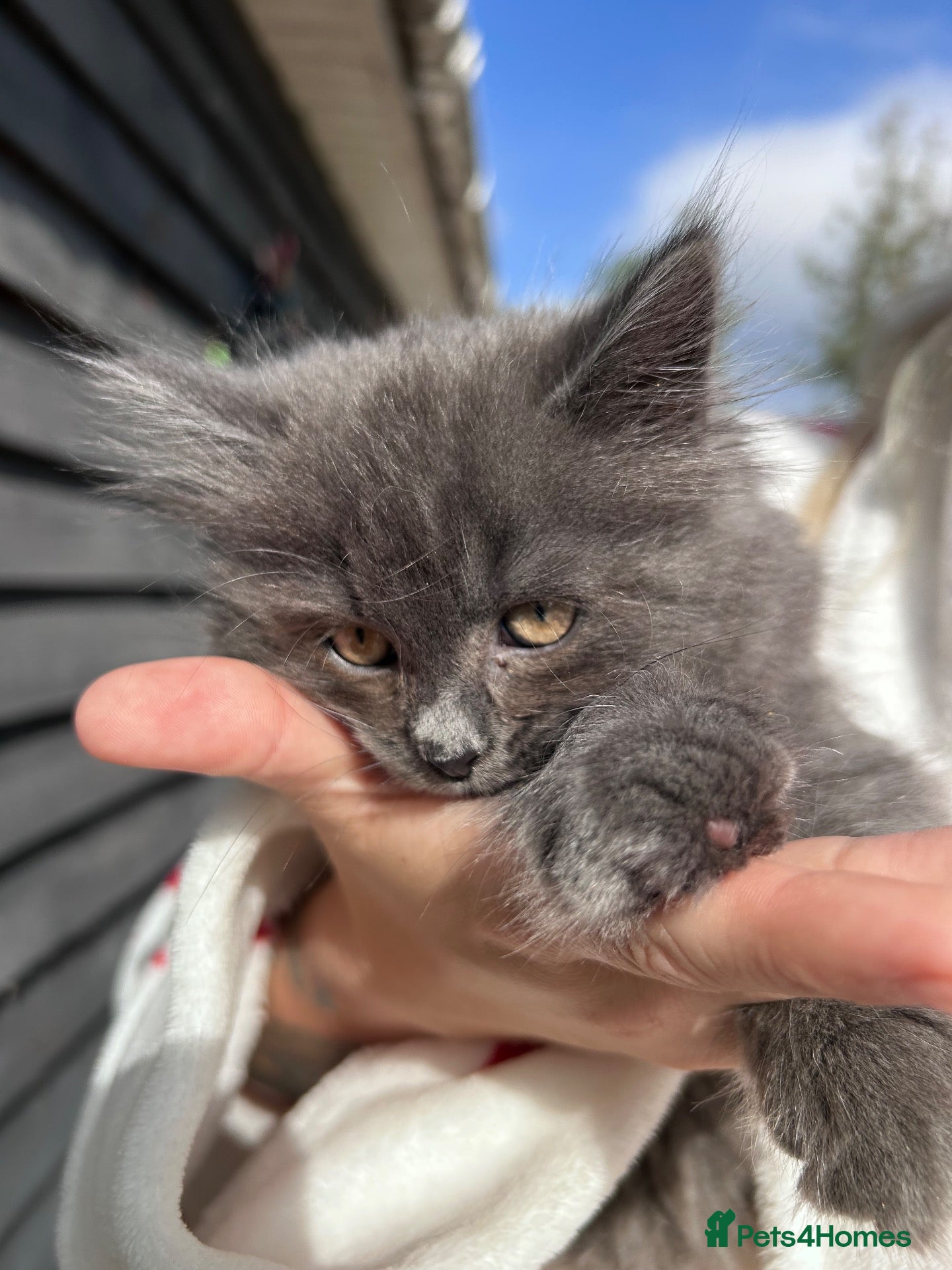Mixed Breed cats Fluffy female  - Advert 1