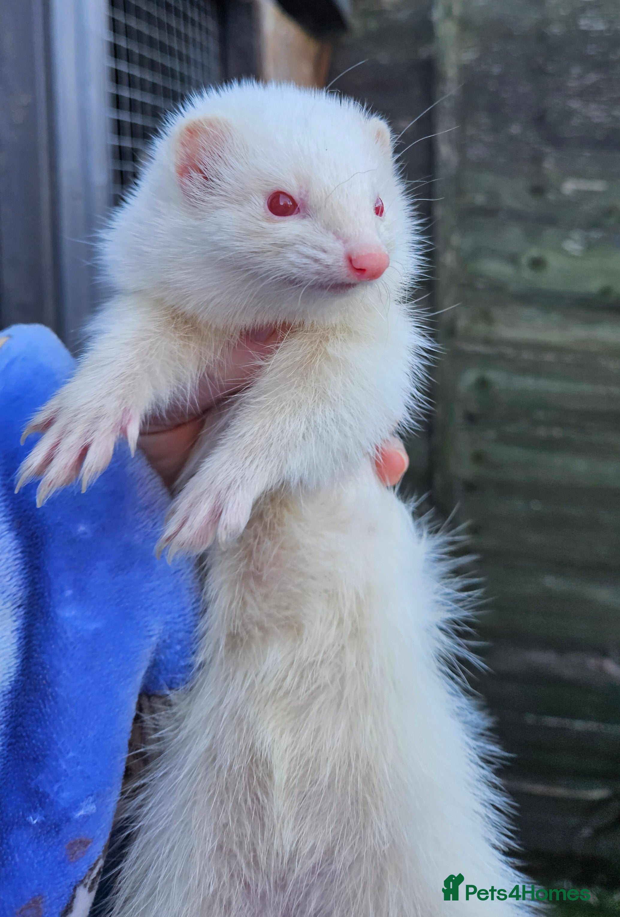 Ferret rodents Micro albino jill tame  - Advert 2