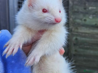 Ferret rodents Micro albino jill tame - Advert 17