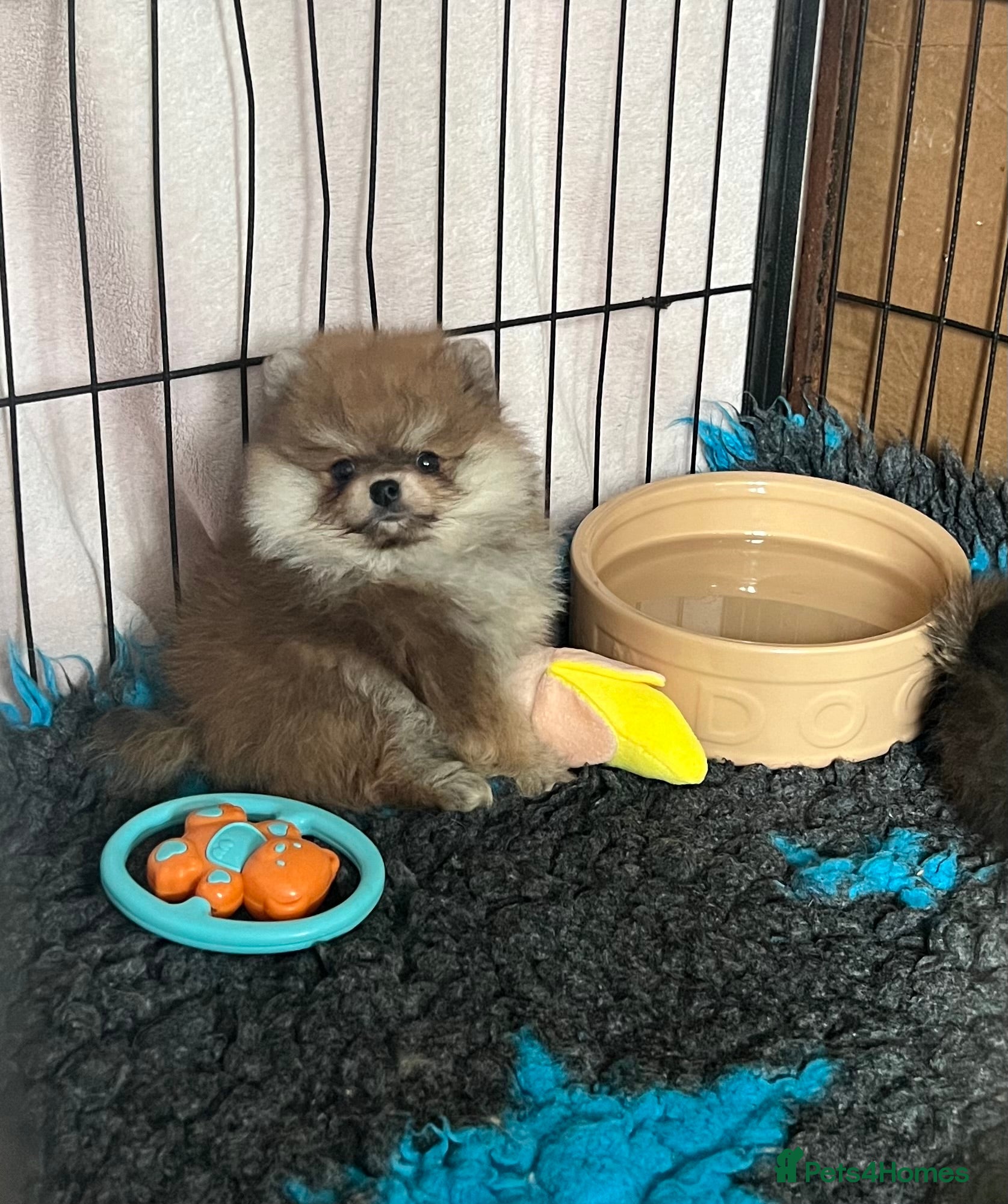 Pomeranian dogs for sale: Pomeranian Puppies Black & Tan Chocolate Sable - Advert 7