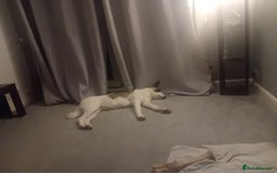Huskita dogs for sale: Huski cross akita 2 and half years old female  - Image 9