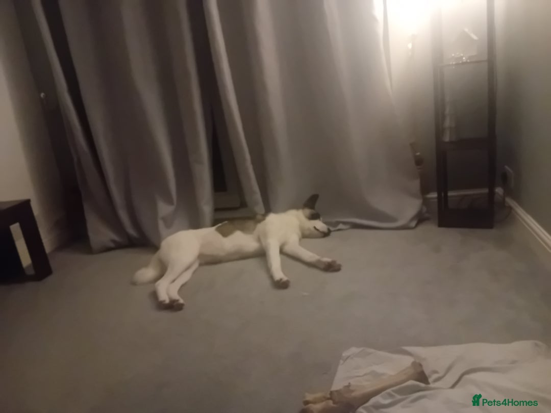 Huskita dogs for sale: Huski cross akita 2 and half years old female  - Image 9