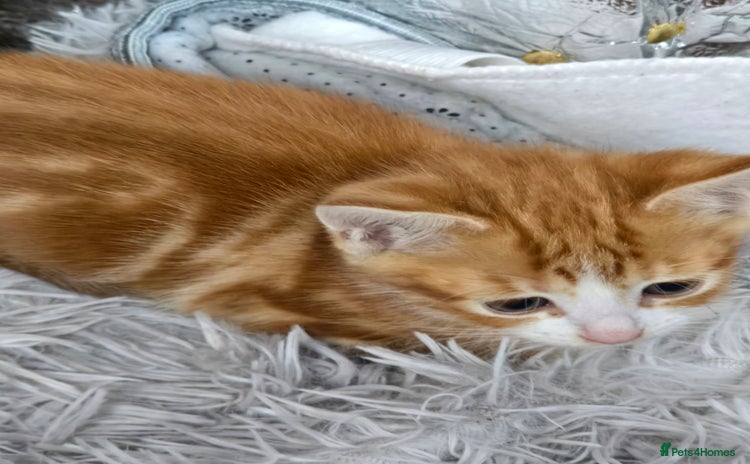 Mixed Breed cats - Advert 8