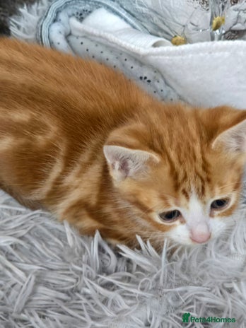 Mixed Breed cats for sale - Advert 2