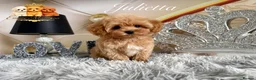 Maltipoo dogs for sale: Tiny teddy Maltipoo- from Asian teddy poodle dad - Advert 6
