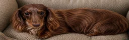 Miniature Dachshund dogs for sale: Choc Dapple LongHaired+KC+Female+Great Temperament - Advert 1