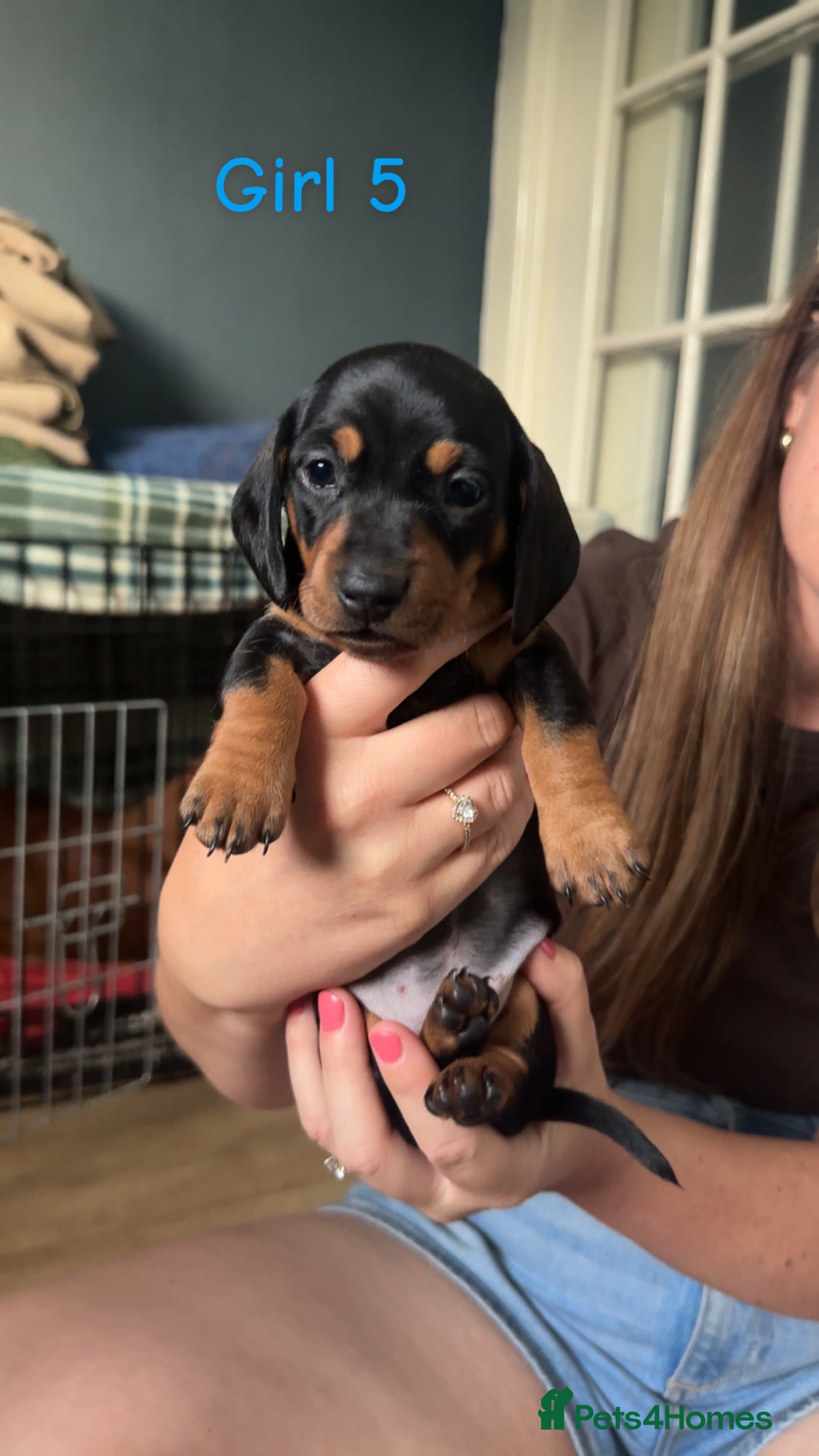 Dachshund dogs Beautiful Dachshund pups - Advert 2