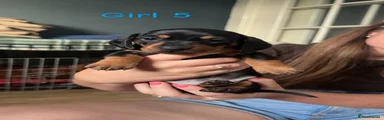 Dachshund 6