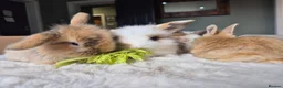 Mixed Breed rabbits for sale: Gorgeous bunnies for sale - Advert 10