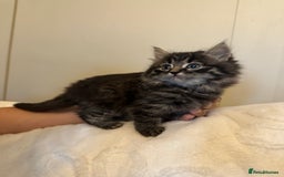 Domestic Shorthair cats for sale: Kittens  - Image 1
