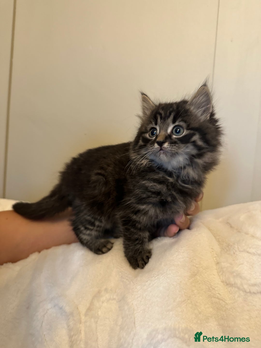 Domestic Shorthair cats for sale: Kittens  - Image 1