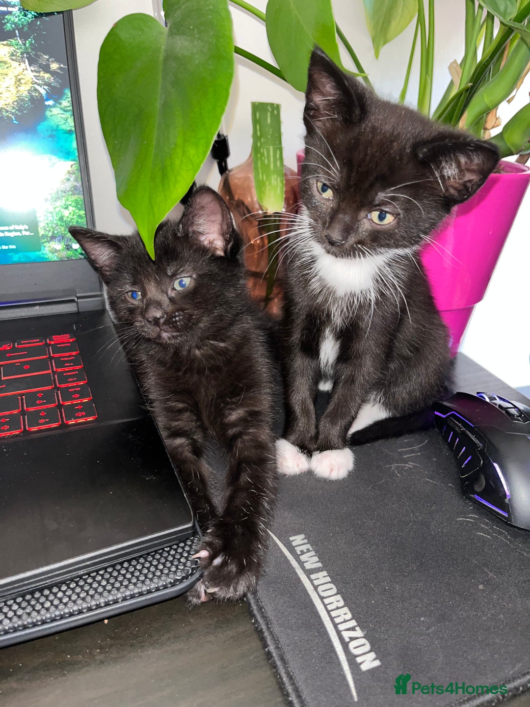 Mixed Breed cats for sale: Isha and Freya - Image 8