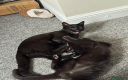 British Shorthair cats for sale: Cimba & Tom Both male  - Image 3