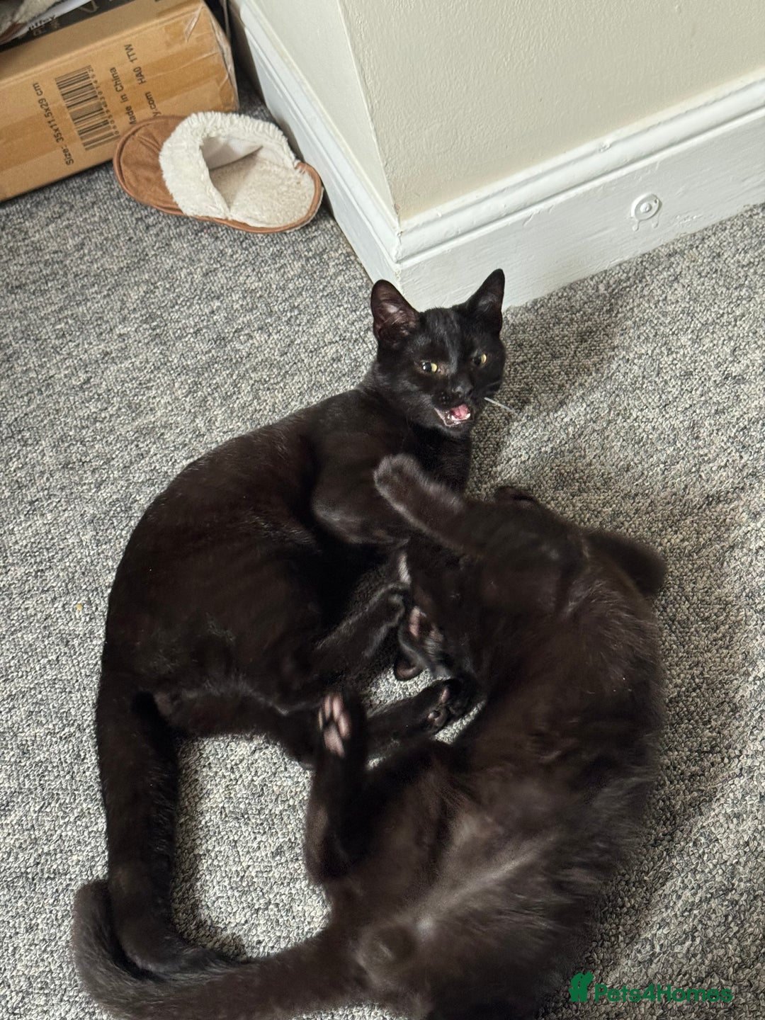 British Shorthair cats for sale: Cimba & Tom Both male  - Image 3