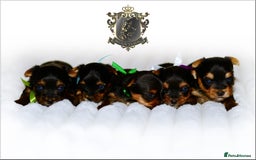 Yorkshire Terrier dogs for sale: KC REGISTERED DNA TESTED PARENTS MINIATURE YORKIES - Image 1