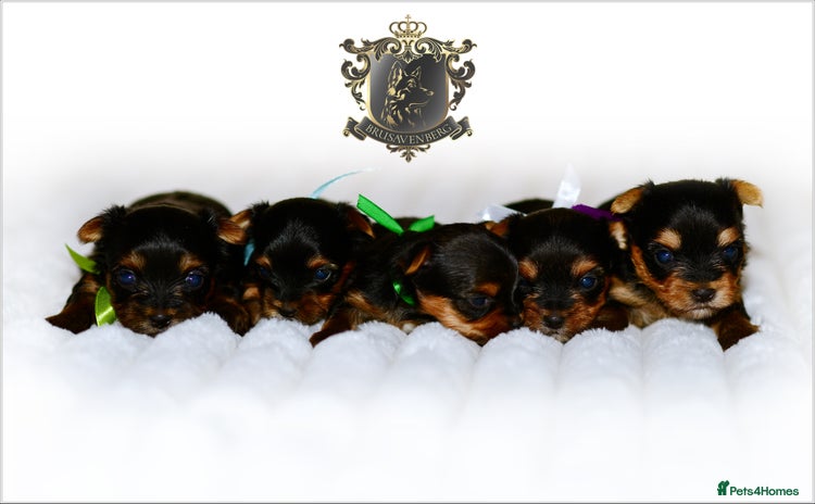 Yorkshire Terrier dogs - Advert 10