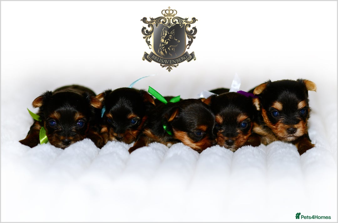 Yorkshire Terrier dogs for sale: KC REGISTERED DNA TESTED PARENTS MINIATURE YORKIES - Image 1