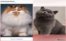British Shorthair cats for sale: BSH/BLH Females TICA Reg  - Image 15
