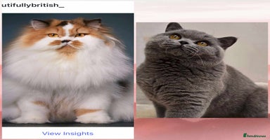 British Shorthair cats - Advert 2