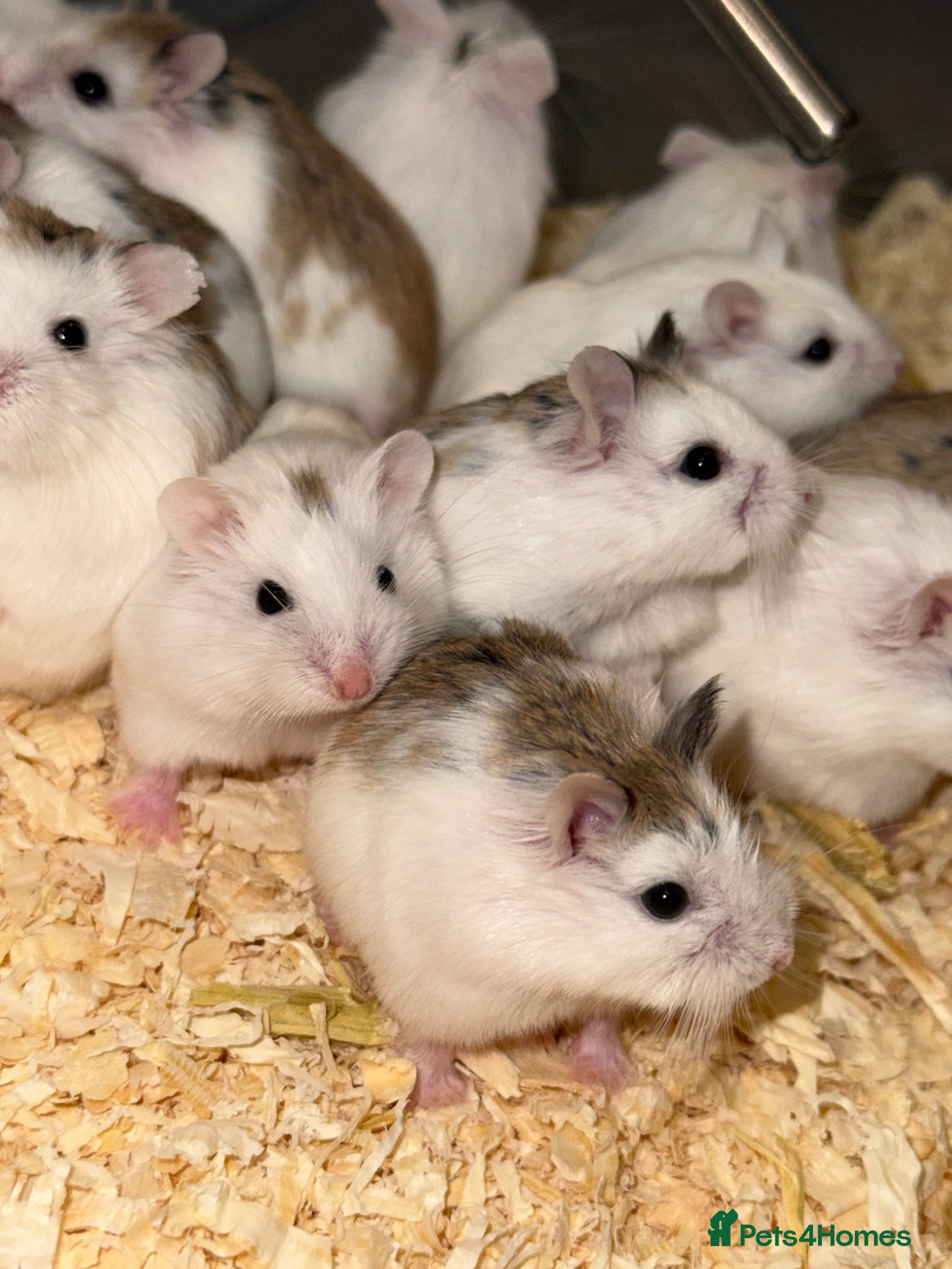 Hamster rodents for sale: Baby Roborovski Hamsters for Sale in St. Neots - Advert 5