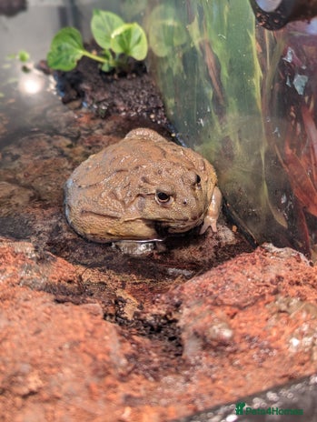 Frog reptiles - Advert 15