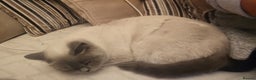 British Shorthair cats for sale: Colourpoint British Shorthair Blue lilac - Advert 8