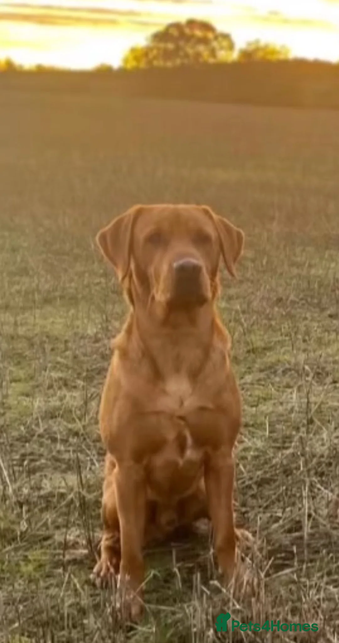 Labrador Retriever dogs for stud: Echo Fox Red Lab - Proven Stud in Glasgow - Advert 8