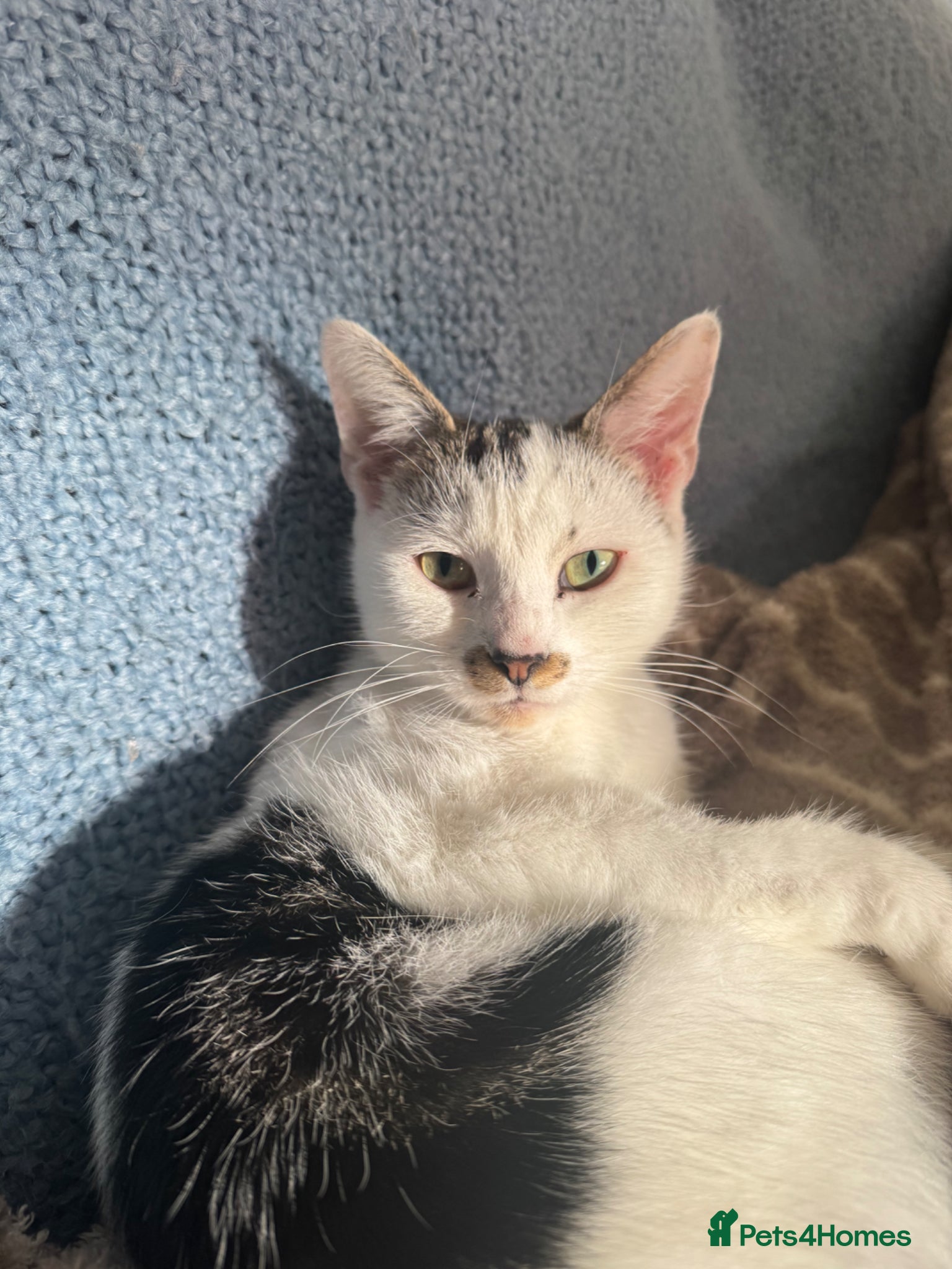 Domestic Shorthair cats 2 year old Izzy!  - Advert 4